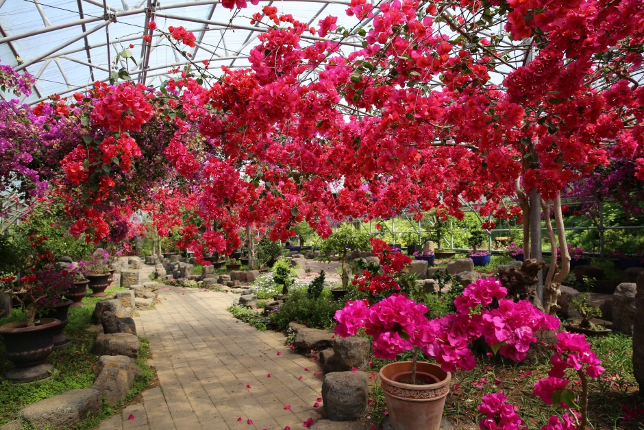 한림공원 부겐빌레아 꽃축제